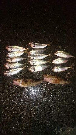 アジングしてきました