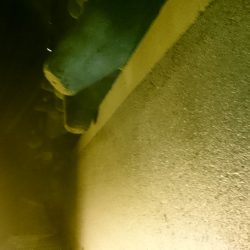 もうすっかり秋っぽくなりました