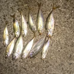 アジング調査です