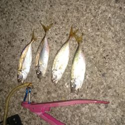 フィッシングウィーク突入~☺