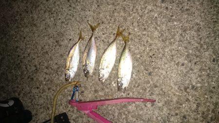 フィッシングウィーク突入~☺