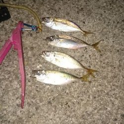 フィッシングウィーク突入~☺