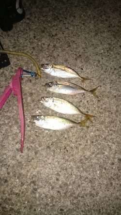 フィッシングウィーク突入~☺