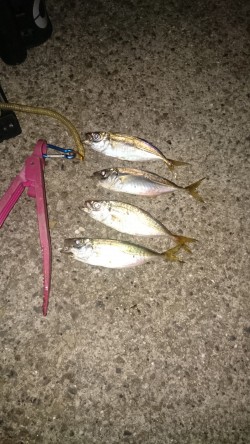 フィッシングウィーク突入～☺