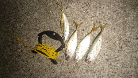 アジングは楽しいよー✨