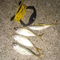 アジングは楽しいよー✨