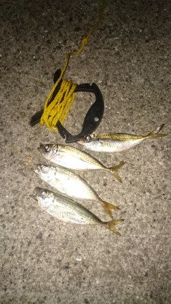 アジングは楽しいよー✨