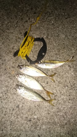 アジングは楽しいよー✨