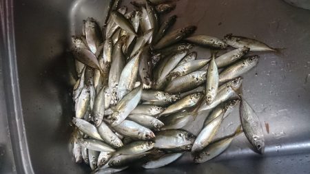 サビキ釣りでお腹いっぱい