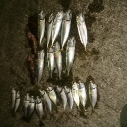 アジの居場所を探して