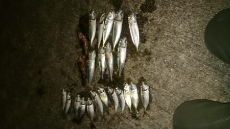 アジの居場所を探して