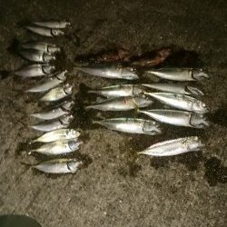 アジの居場所を探して