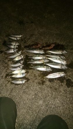 アジの居場所を探して