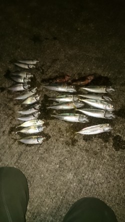 アジの居場所を探して