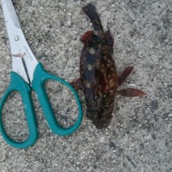 シルバーウィークは皆勤賞