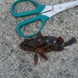 シルバーウィークは皆勤賞