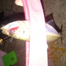 サビキ釣りからアジング