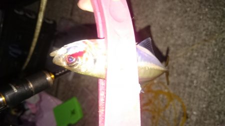 サビキ釣りからアジング