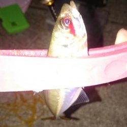 サビキ釣りからアジング