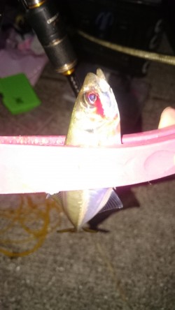 サビキ釣りからアジング