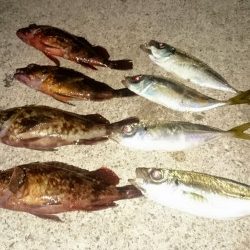 短い時合でした