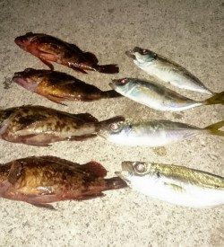 短い時合でした