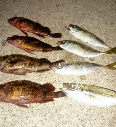 短い時合でした