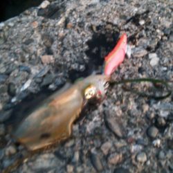 何とか新子一杯(^o^;)