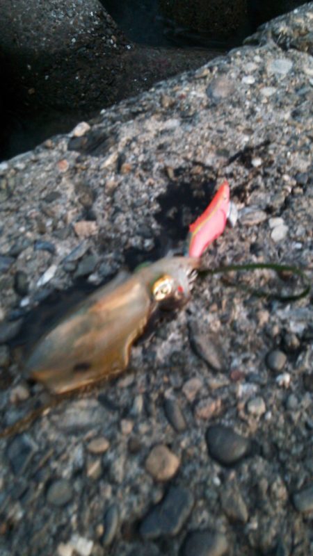 何とか新子一杯(^o^;)