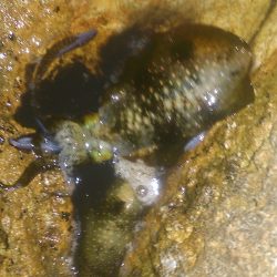 朝夕マズメ釣行