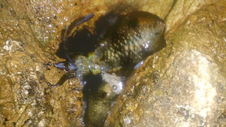 朝夕マズメ釣行