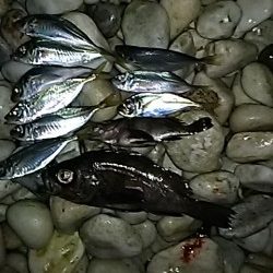 サーフアジング