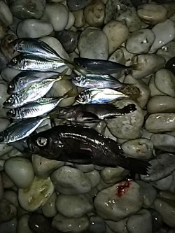 サーフアジング