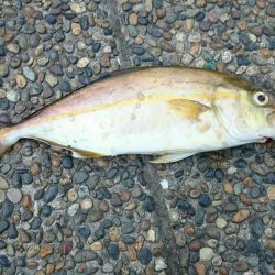 シオ、本日もゲットしました！