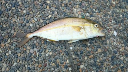 シオ、本日もゲットしました！