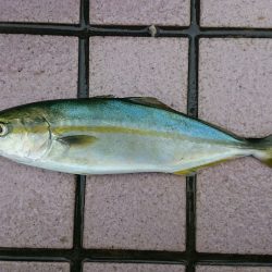 今日も手堅くツバス！