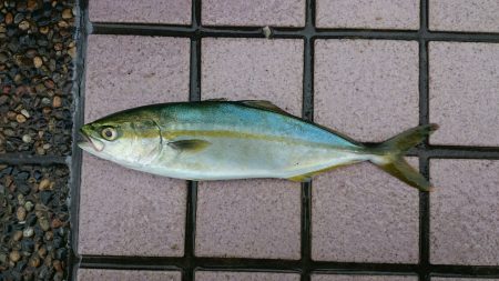 今日も手堅くツバス！