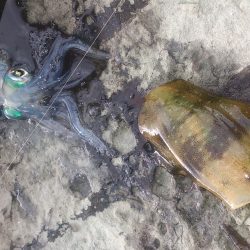 朝マズメ釣行 ！