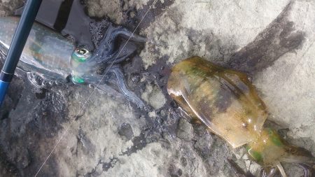 朝マズメ釣行 ！