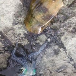 朝マズメ釣行 ！