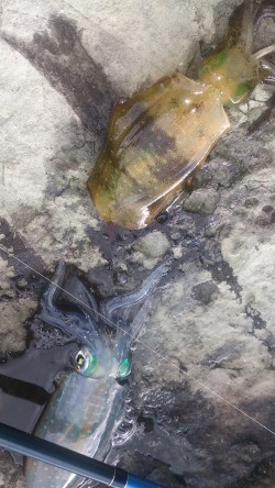 朝マズメ釣行 ！