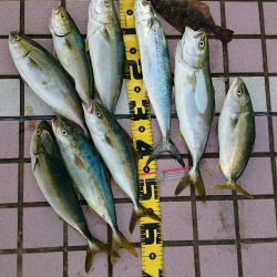 再び青物大爆釣！！