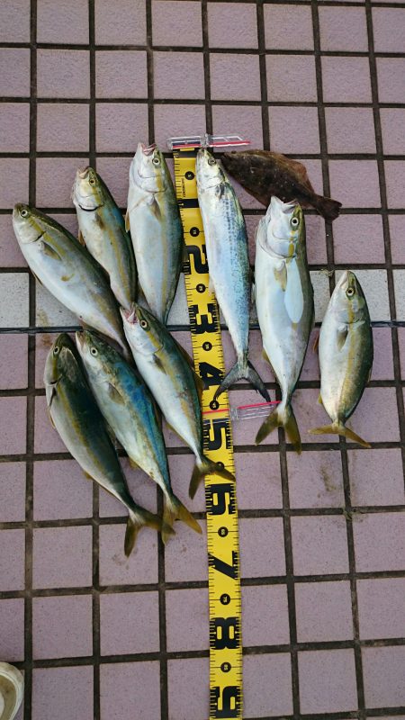 再び青物大爆釣！！