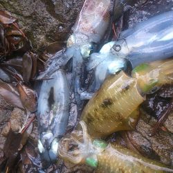 朝マズメ釣行 ！