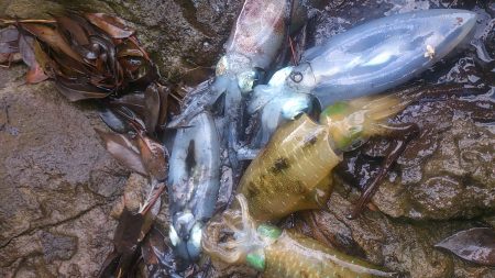 朝マズメ釣行 ！