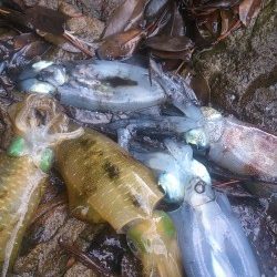 朝マズメ釣行 ！