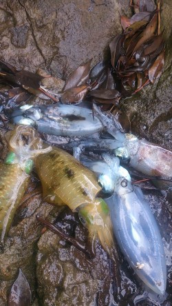 朝マズメ釣行 ！