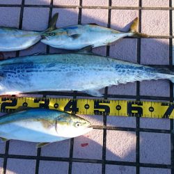 サワラ、リベンジ成功！！