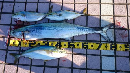 サワラ、リベンジ成功！！