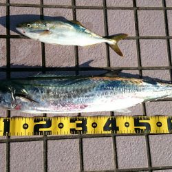 サワラ今日もゲットしました！！